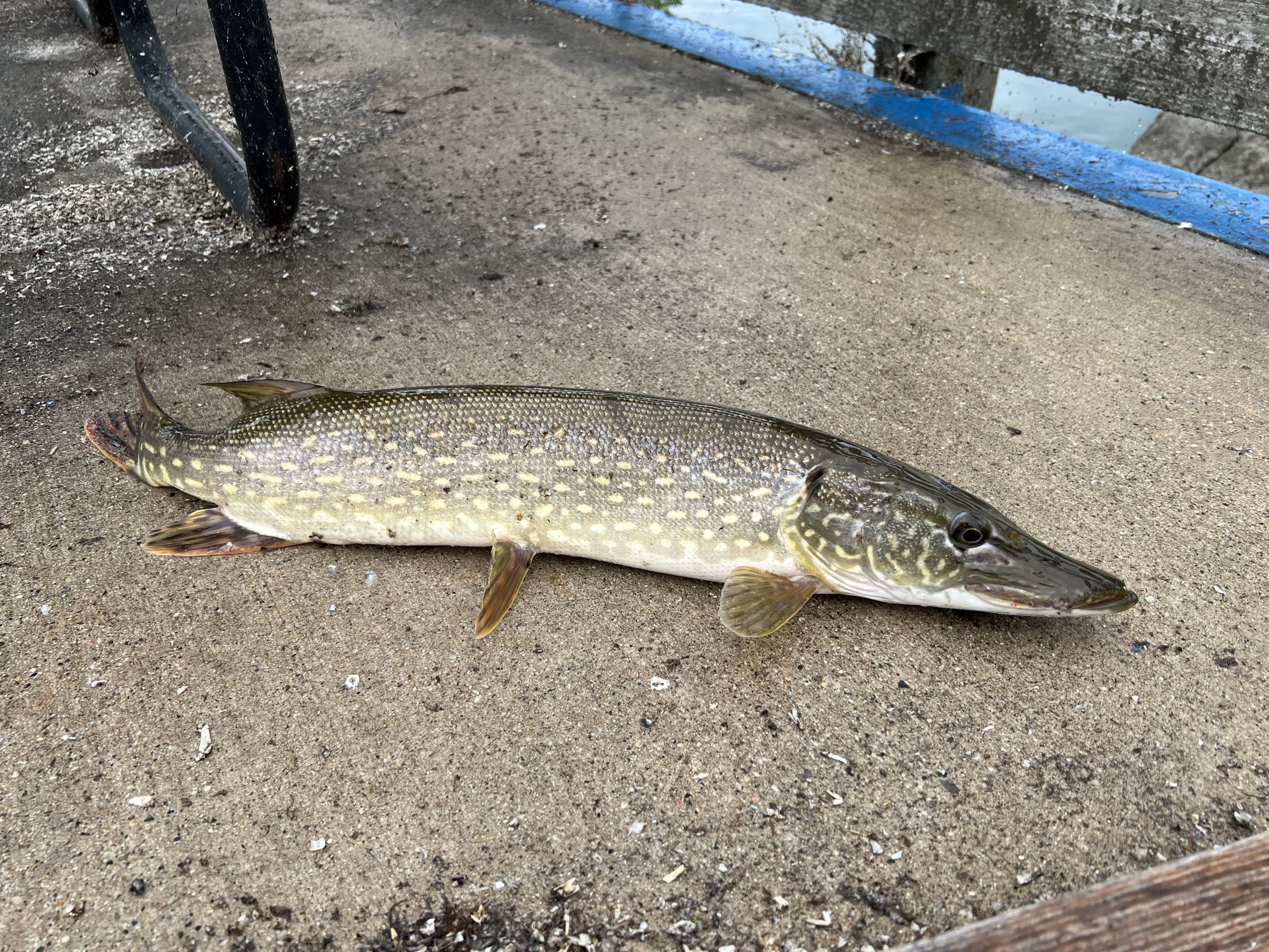 Michigan Fishing ReportBois Blanc Island 9102023 Pack & Paddle Expedition